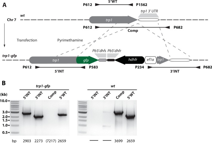 Figure 5—figure supplement 1.