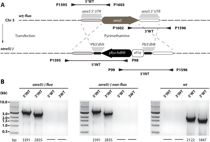 Figure 3—figure supplement 1.