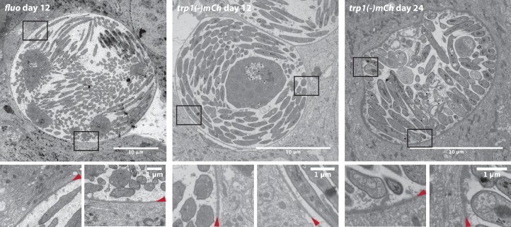 Figure 10—figure supplement 1.