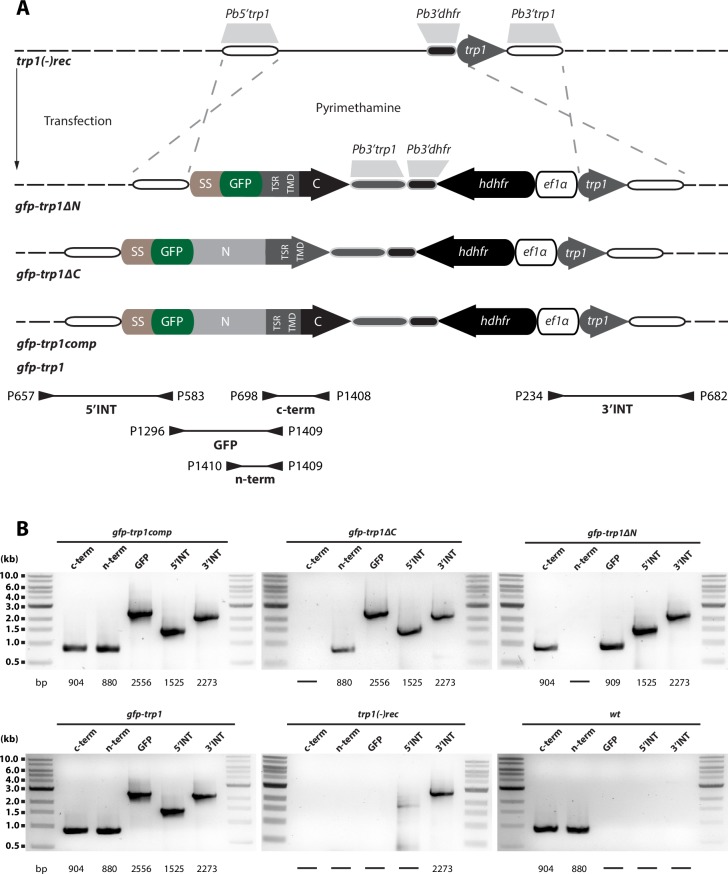 Figure 4—figure supplement 1.