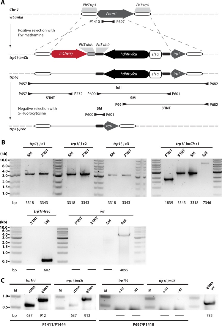 Figure 2—figure supplement 1.