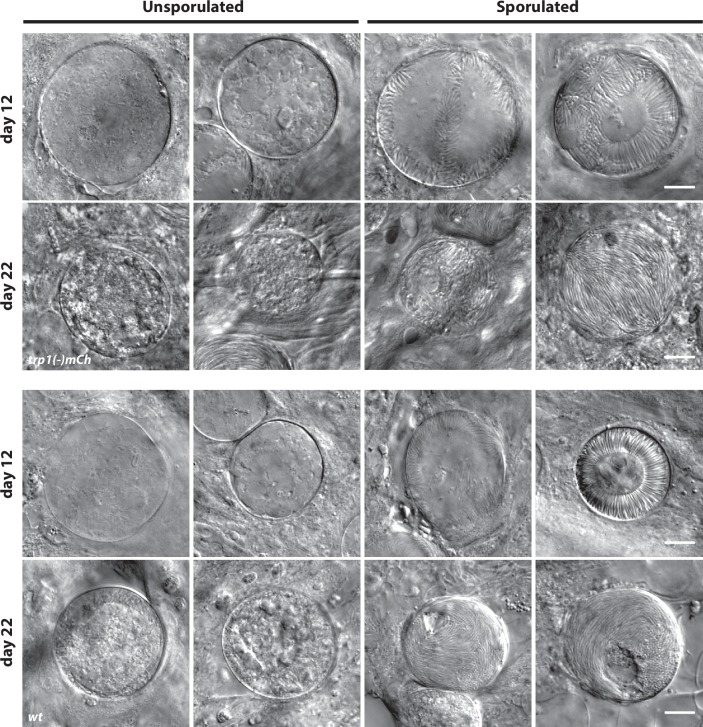 Figure 2—figure supplement 2.