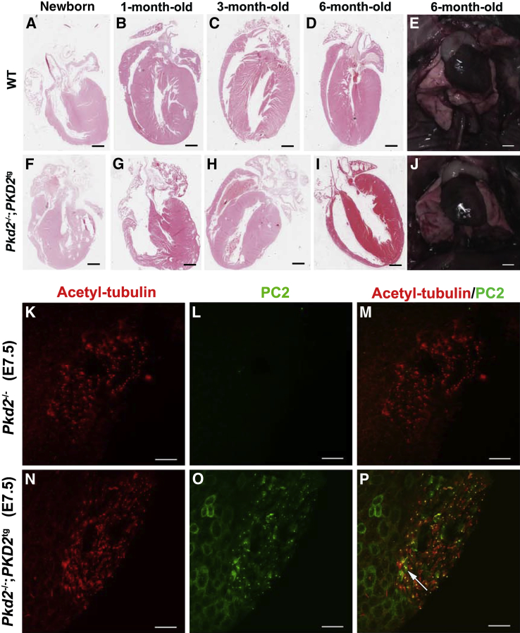 Figure 6