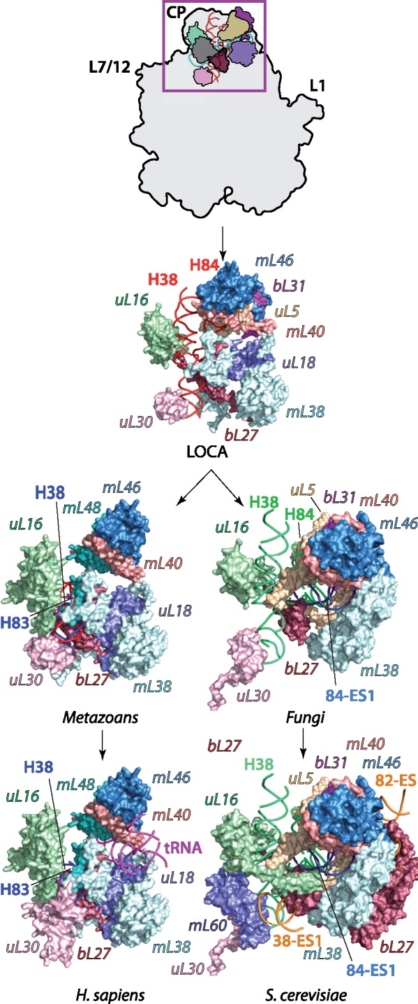 Fig. 7.