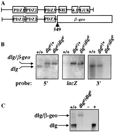 FIG. 1