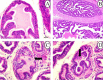 Fig. 8