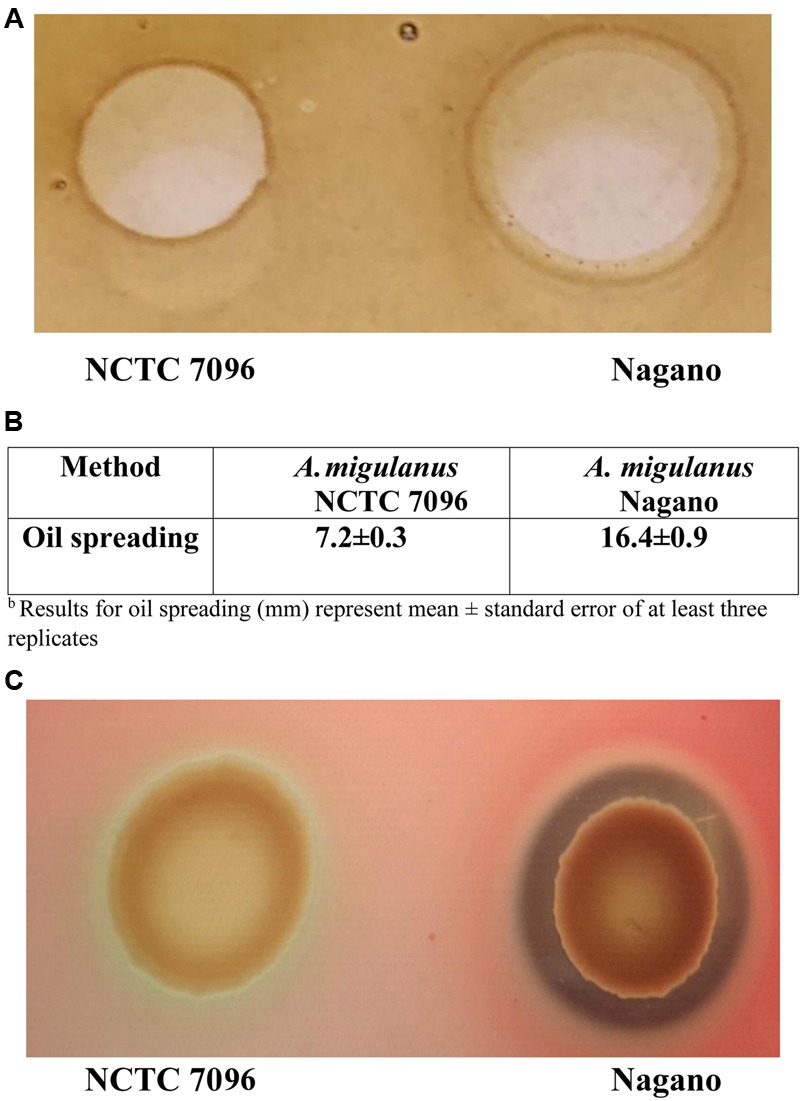 FIGURE 2