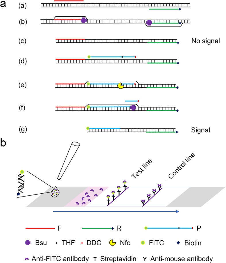 Fig. 1