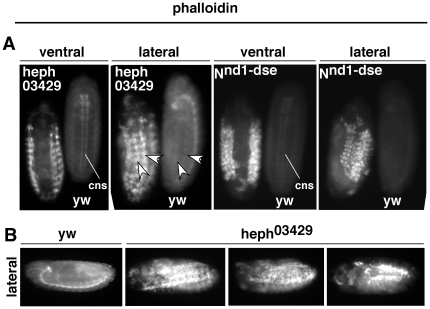 Figure 13