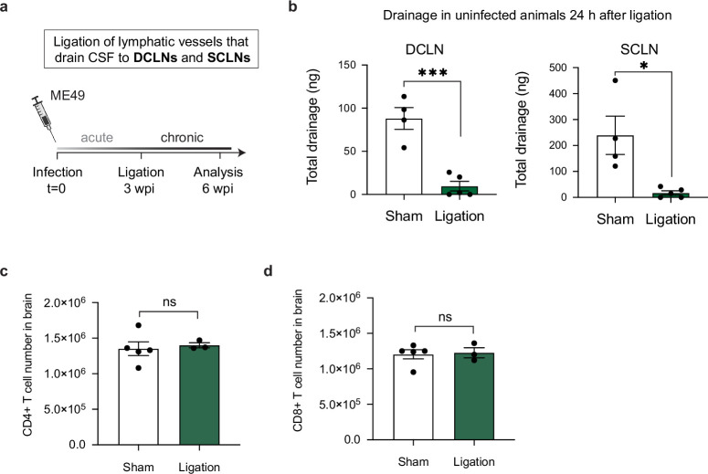 Figure 5—figure supplement 4.