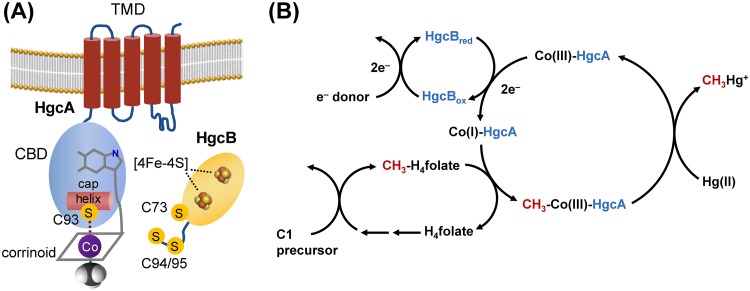 FIG 1