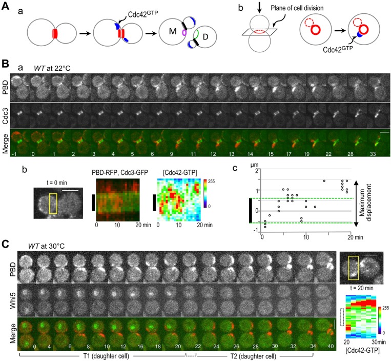 Regulation of Cdc42 polarization by the Rsr1 GTPase and Rga1, a Cdc42 ...