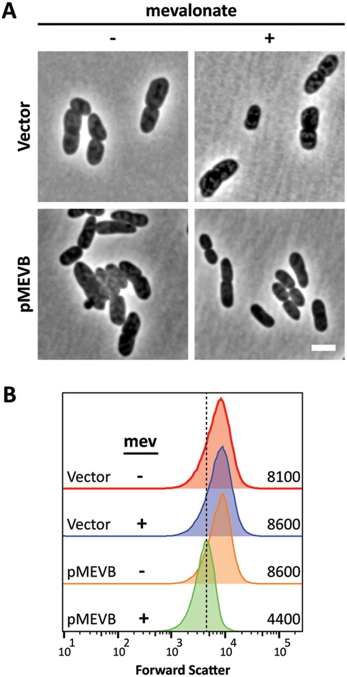 FIG 6