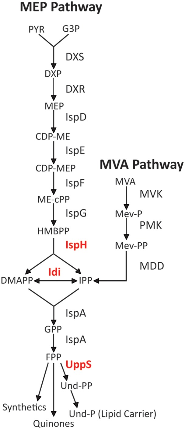 FIG 1