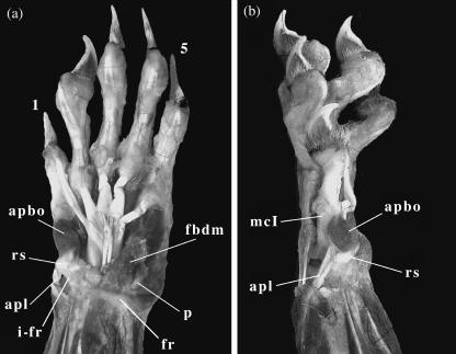 Implications of the functional anatomy of the hand and forearm of ...