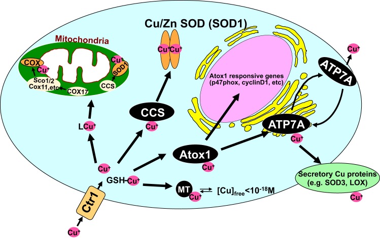 Fig. 1.