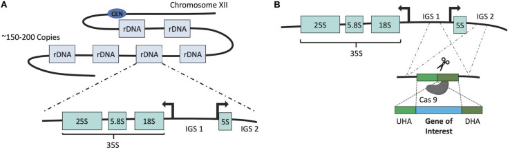 FIGURE 3