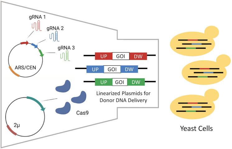 FIGURE 4