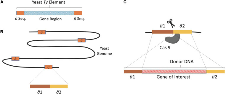 FIGURE 2