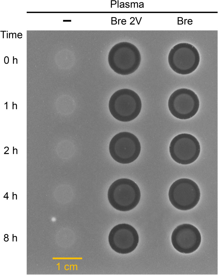 FIGURE 4