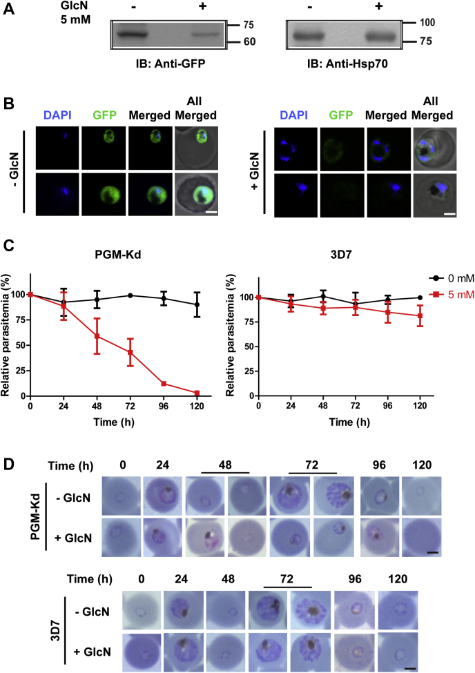 Figure 2