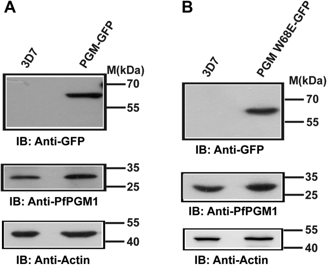 Figure 6