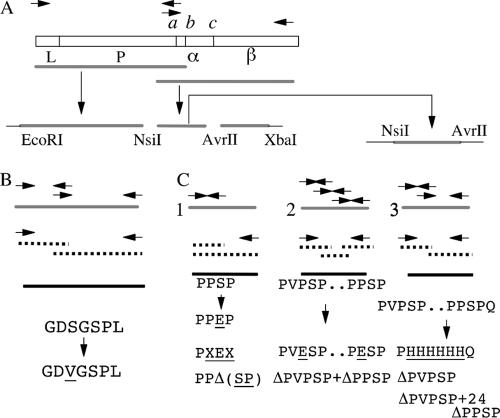 FIG. 1.