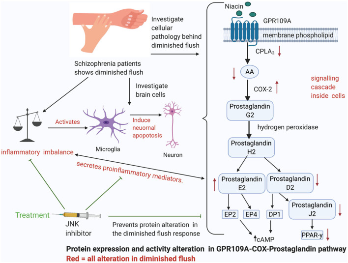 Graphical Abstract