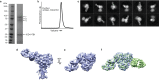 Figure 1—figure supplement 4.