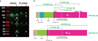Figure 2—figure supplement 6.