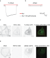 Figure 2—figure supplement 2.