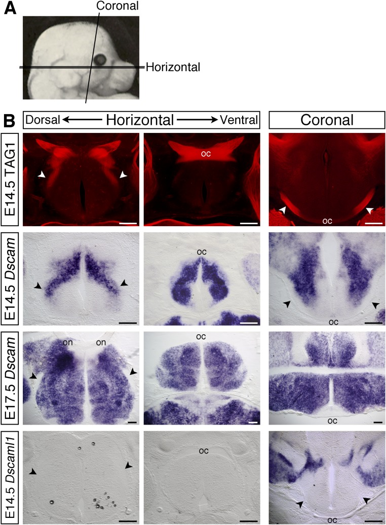 Fig. S1.