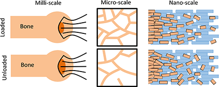 graphic file with name nihms-1510799-f0001.jpg