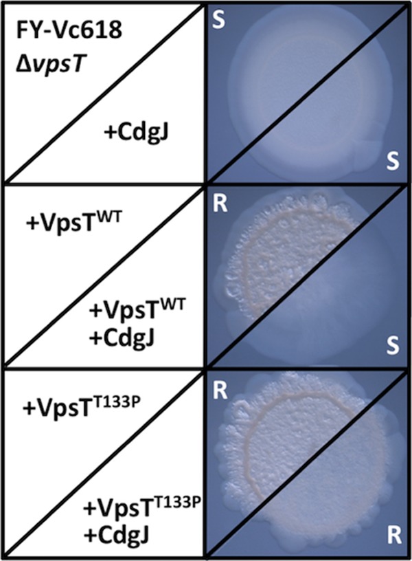 FIG 8