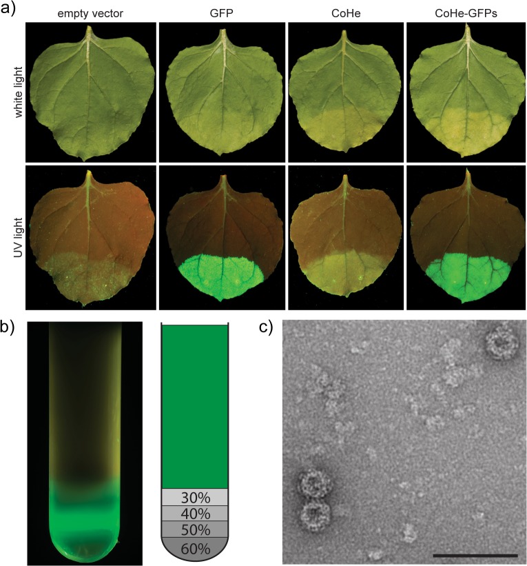 Fig 5