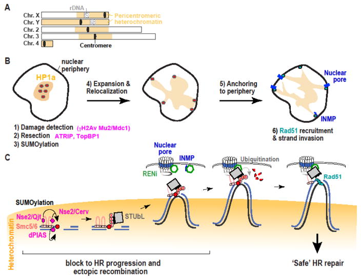 Figure 1 (Key Figure)