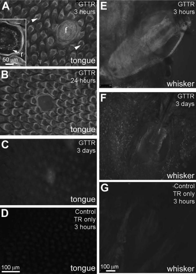 Fig. 9