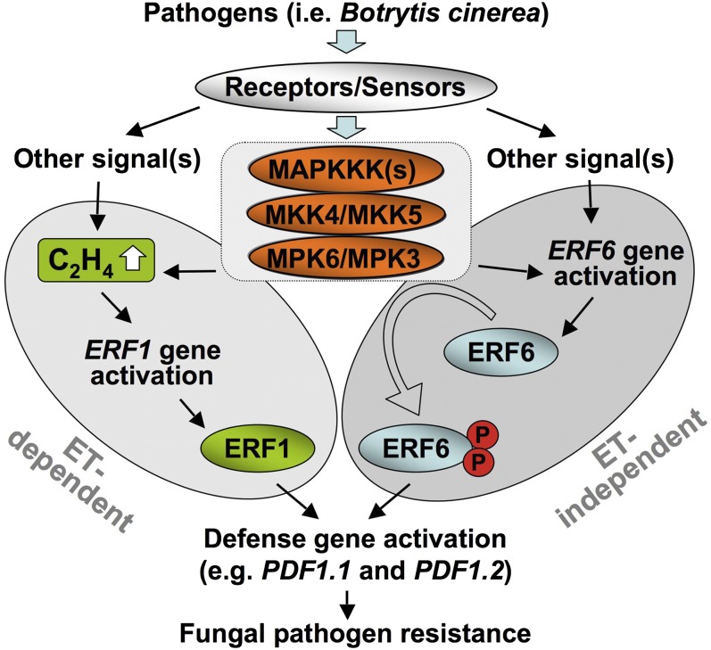 Figure 11.