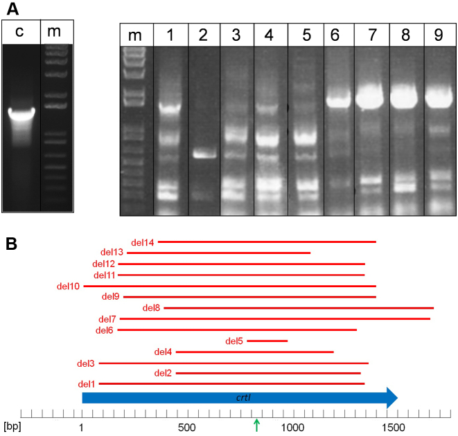 Figure 5.