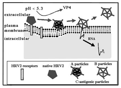 FIG. 7.