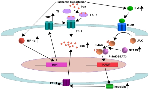 Figure 11