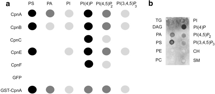 Fig. 7