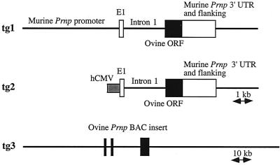 FIG. 1