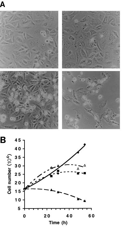 FIG. 4