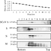 FIG. 1.