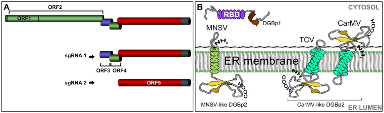 FIGURE 1