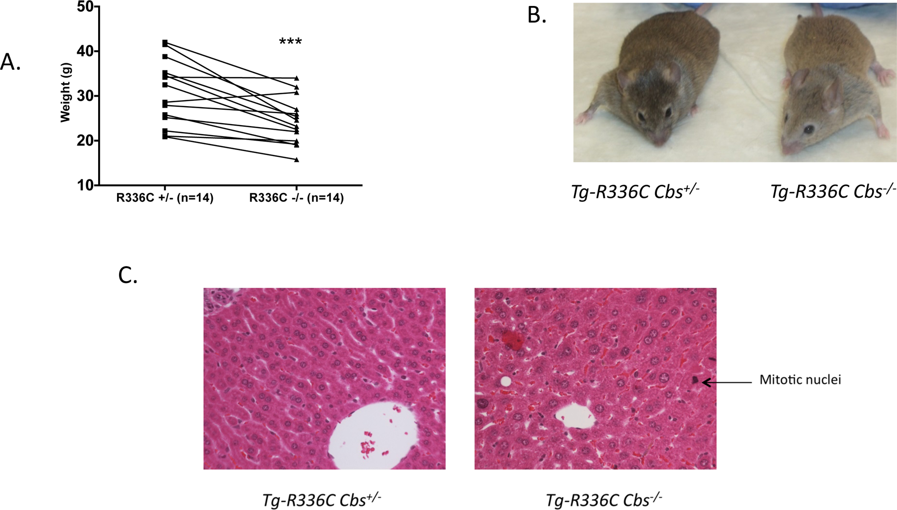 Fig 1.