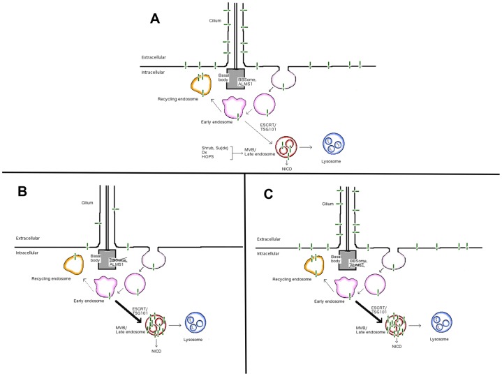 Fig. 7.