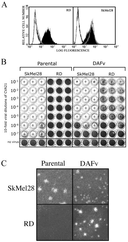 FIG. 1.