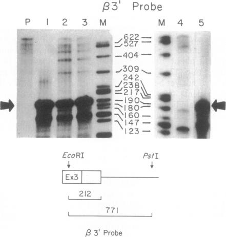 graphic file with name pnas01084-0116-a.jpg